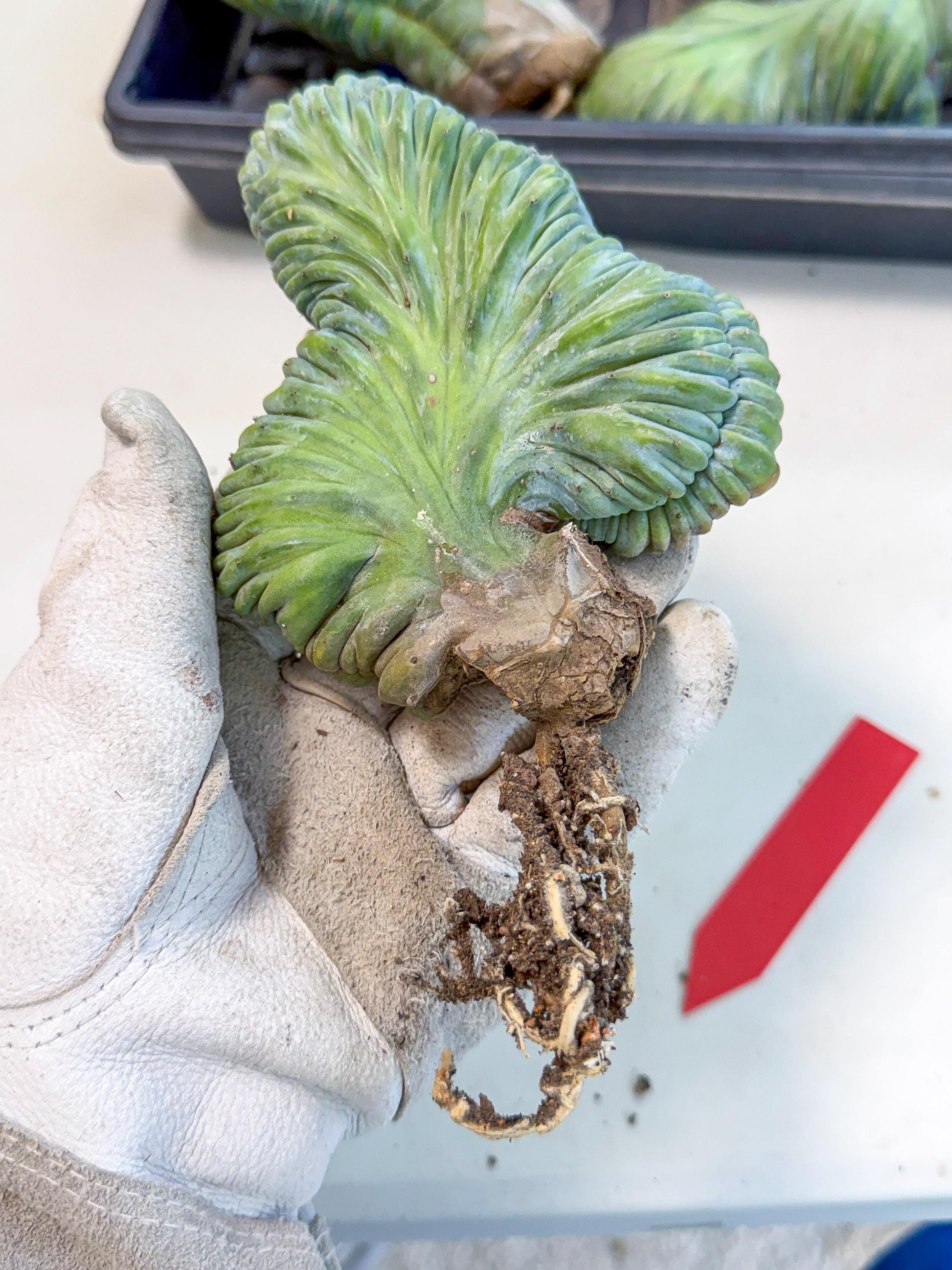 Myrtillocactus Crested (r) | Rare Plants