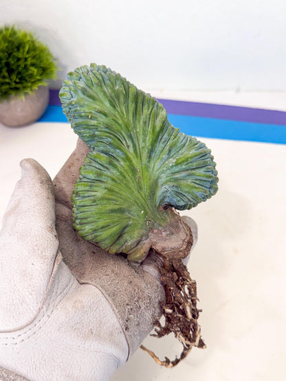 Myrtillocactus Crested (r) | Rare Plants