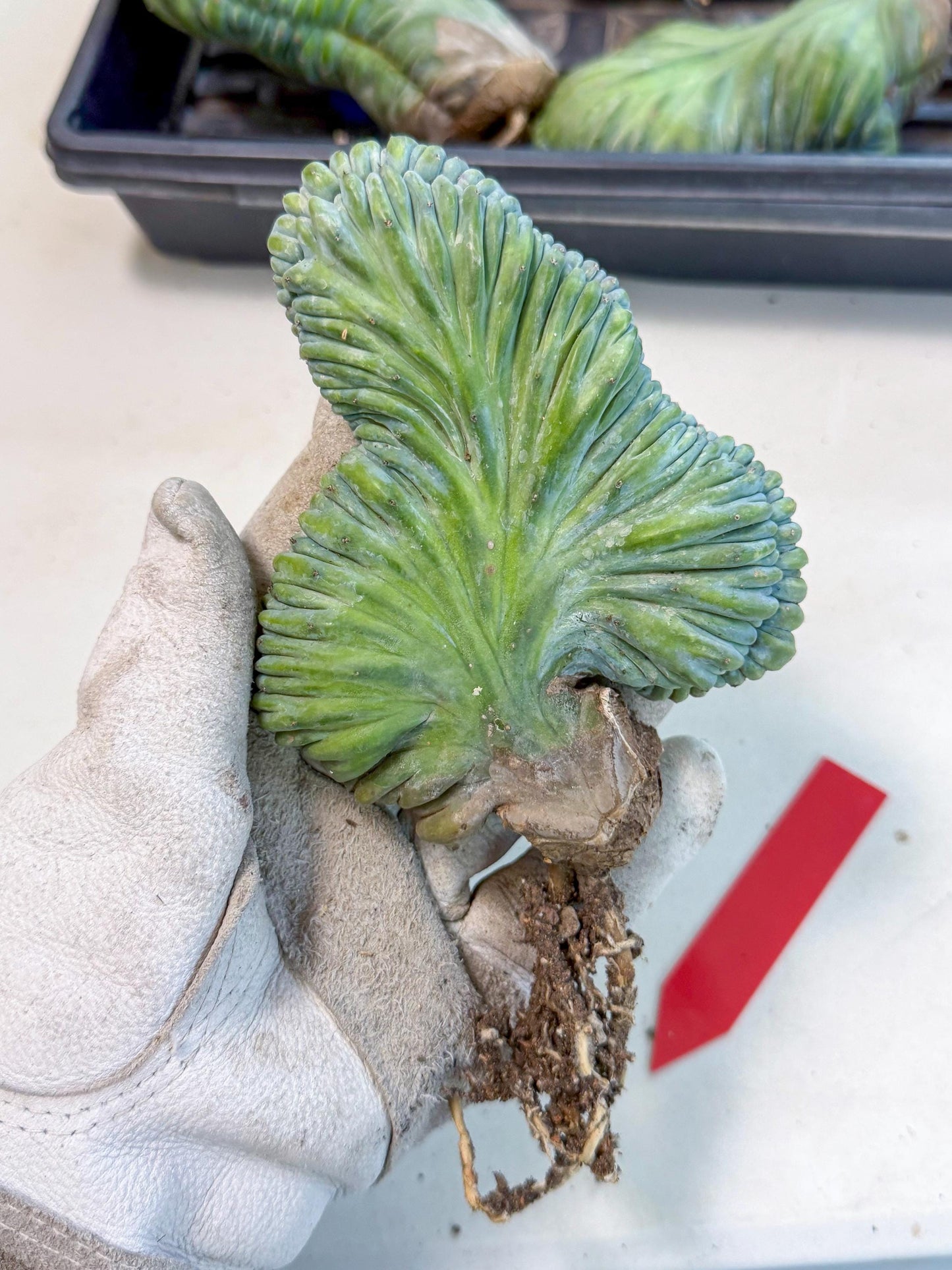 Myrtillocactus Crested (r) | Rare Plants