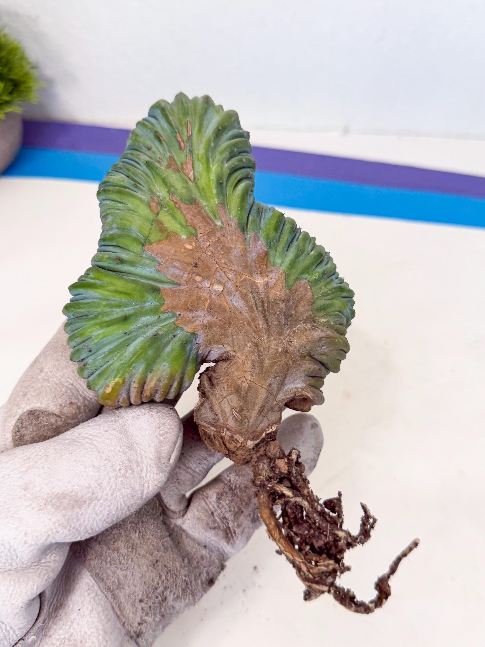 Myrtillocactus Crested (r) | Rare Plants