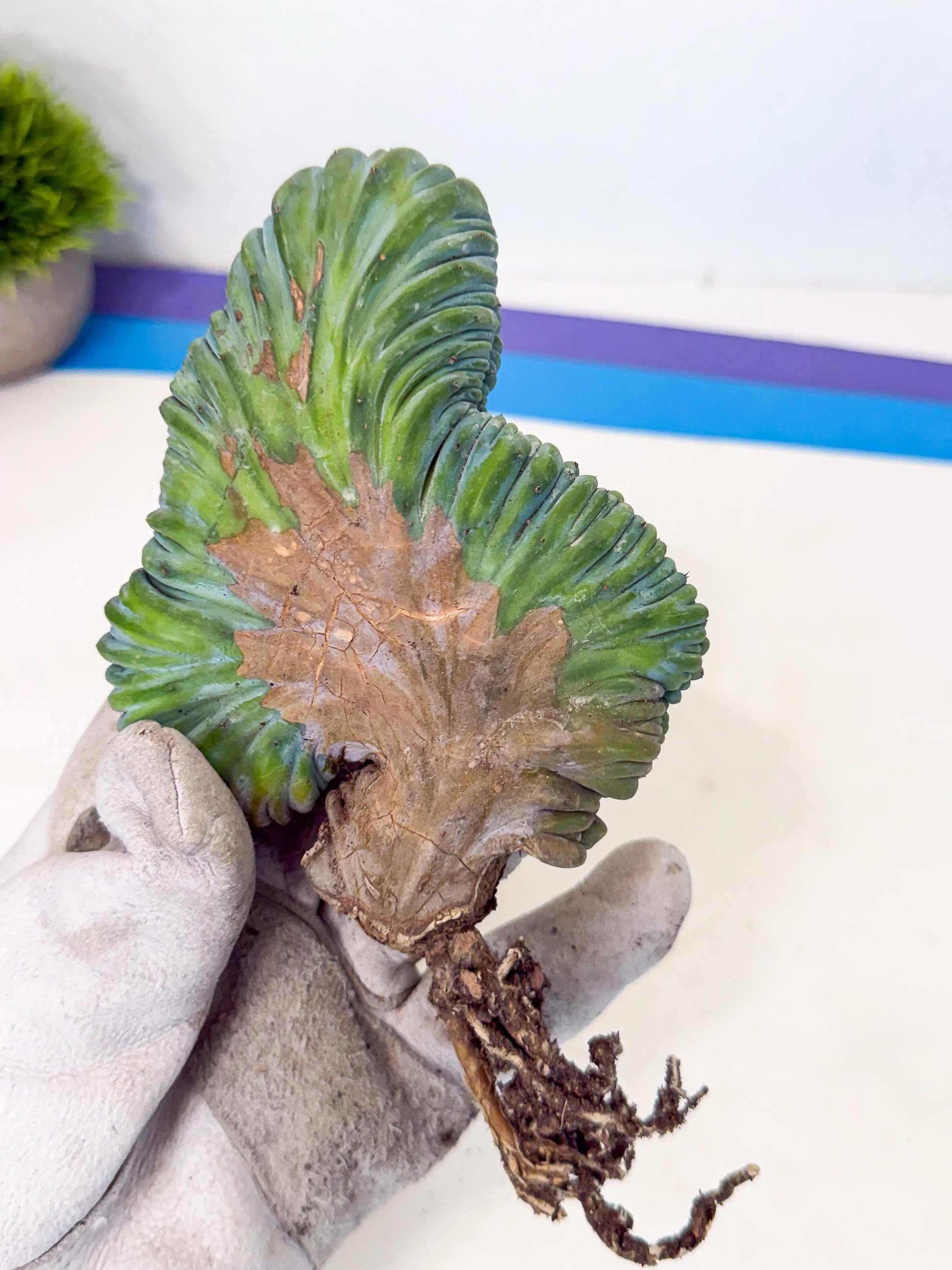 Myrtillocactus Crested (r) | Rare Plants