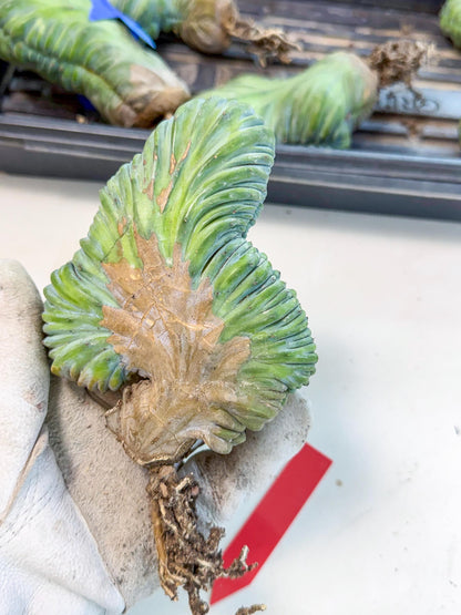 Myrtillocactus Crested (r) | Rare Plants
