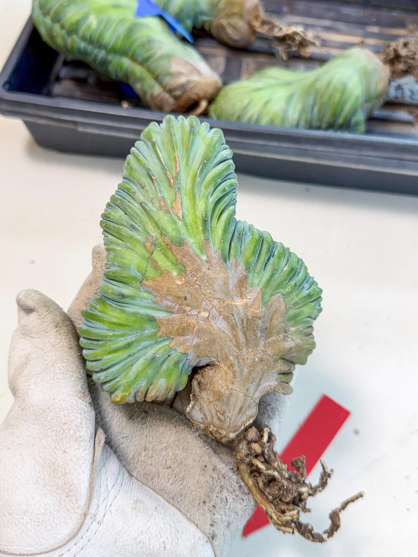 Myrtillocactus Crested (r) | Rare Plants