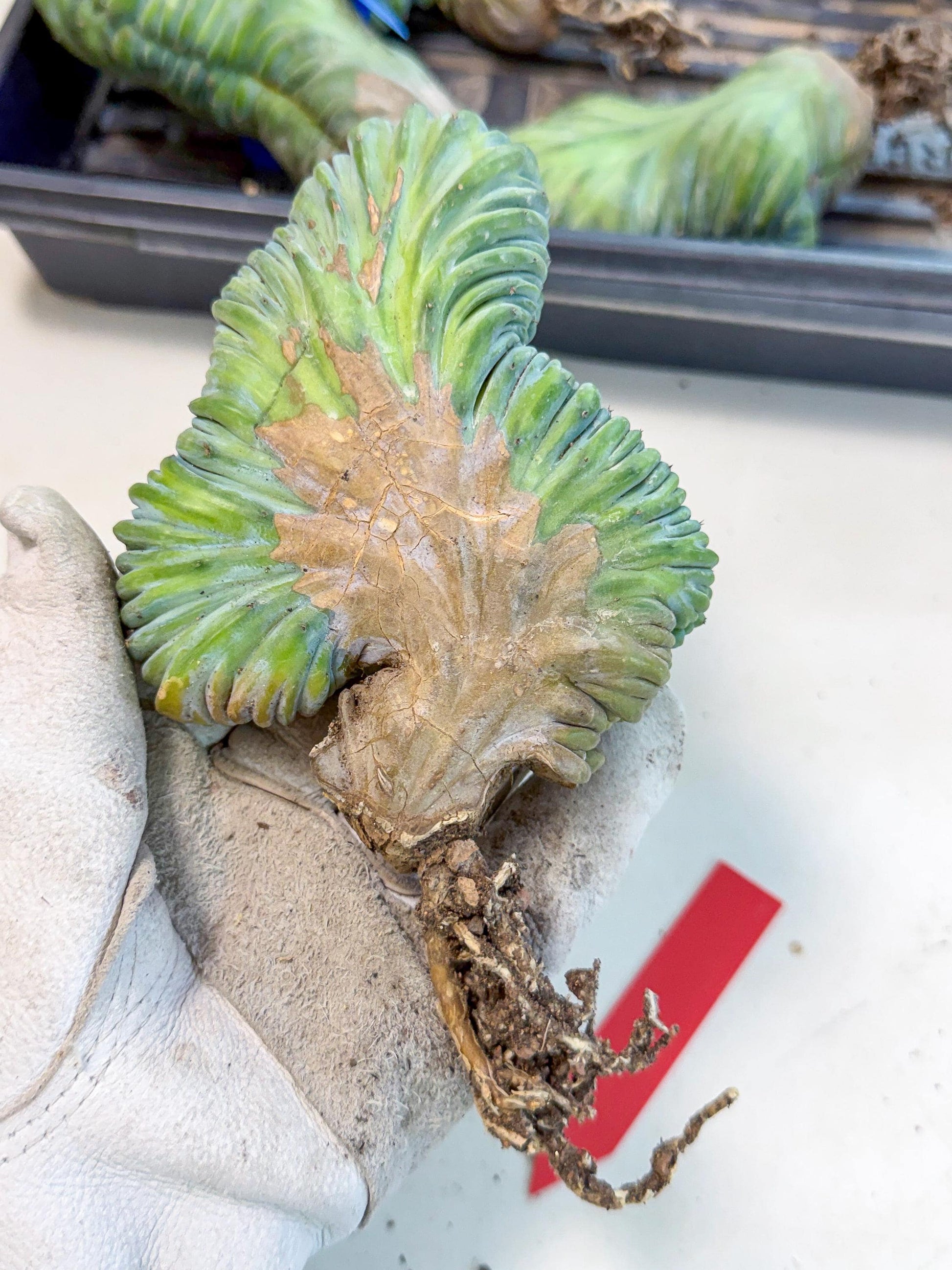 Myrtillocactus Crested (r) | Rare Plants