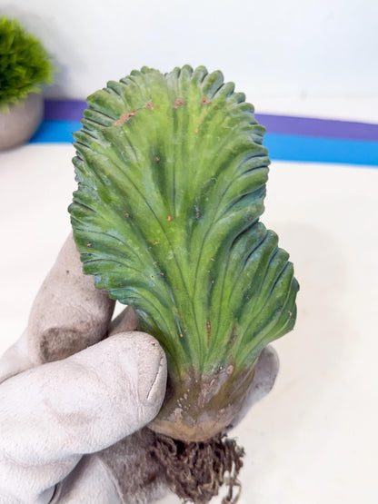 Myrtillocactus Crested (g) | Rare Plants