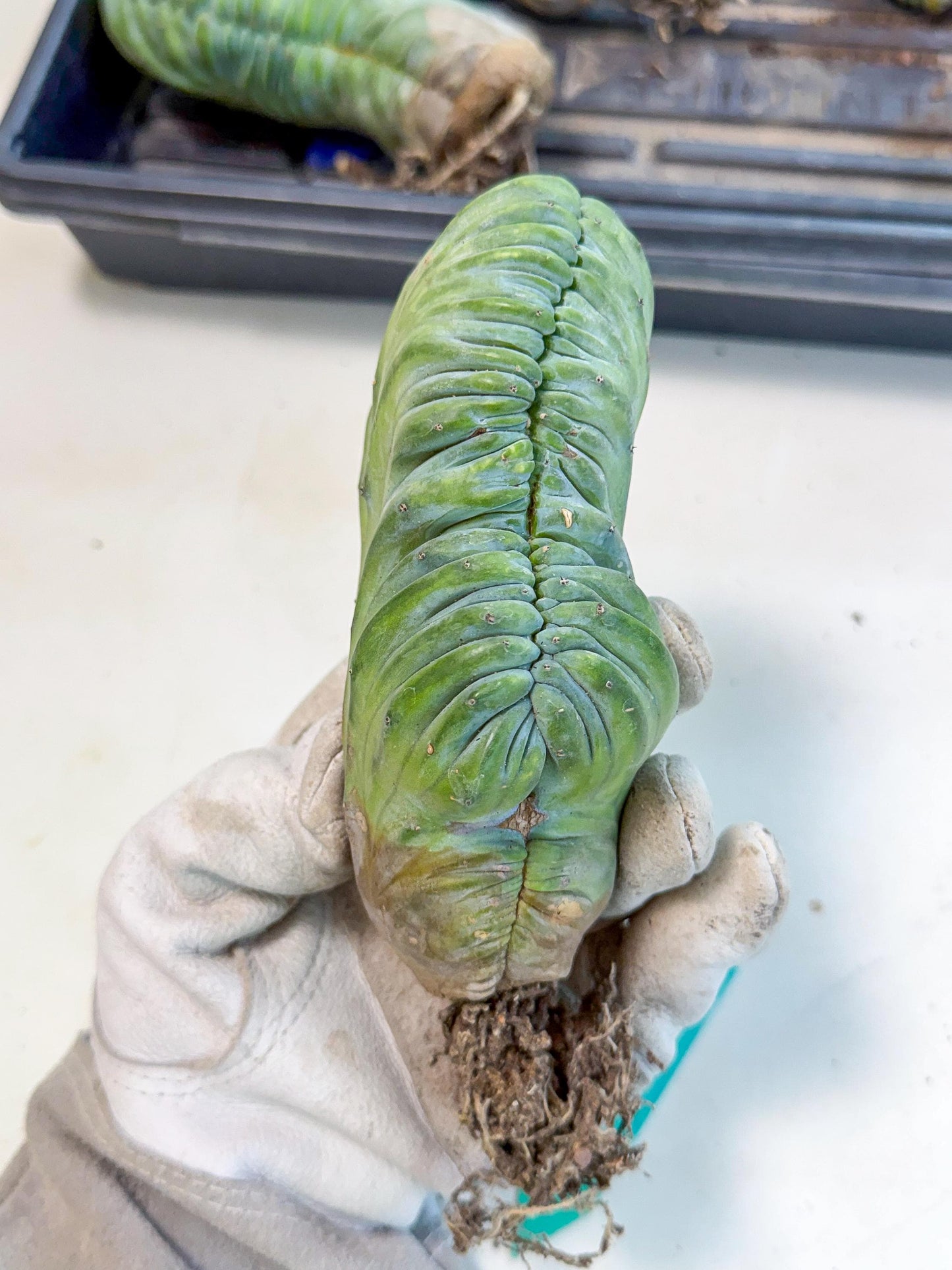 Myrtillocactus Crested (g) | Rare Plants