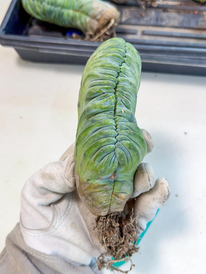 Myrtillocactus Crested (g) | Rare Plants