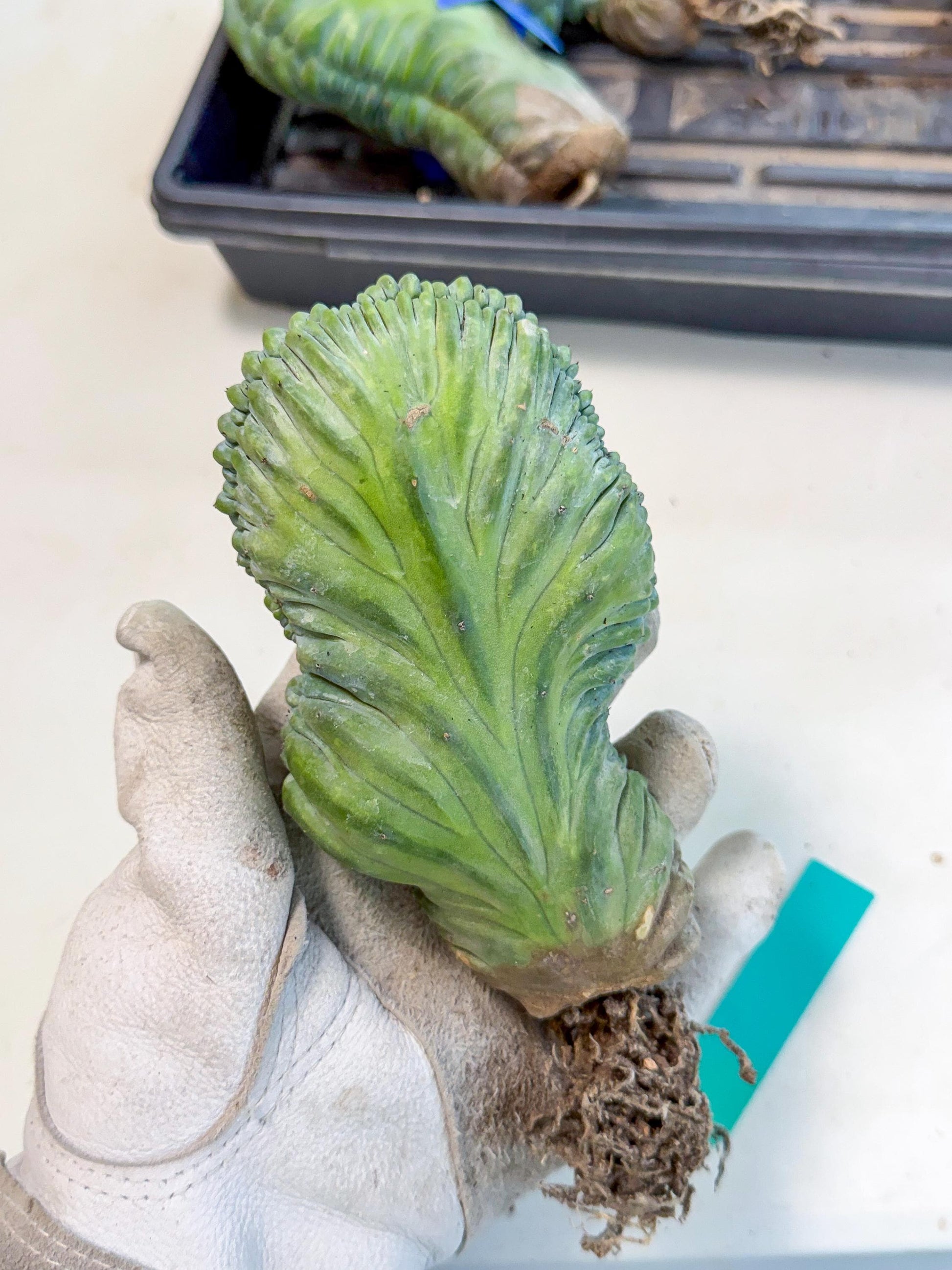 Myrtillocactus Crested (g) | Rare Plants