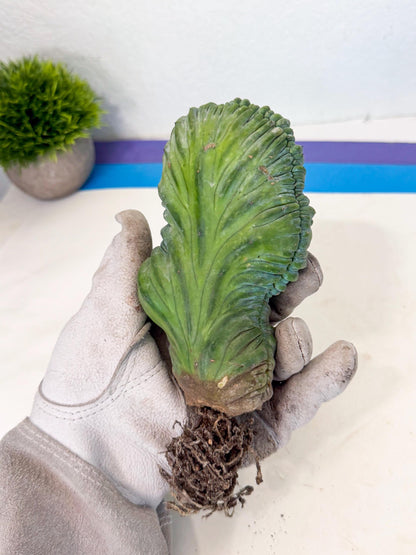 Myrtillocactus Crested (g) | Rare Plants