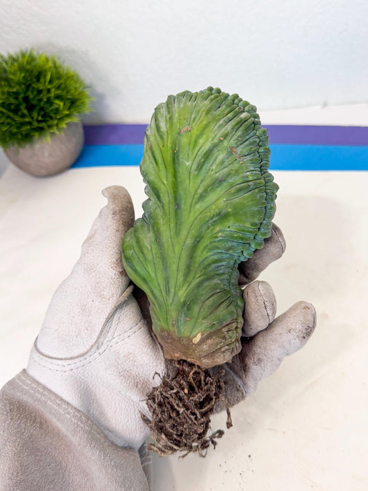 Myrtillocactus Crested (g) | Rare Plants