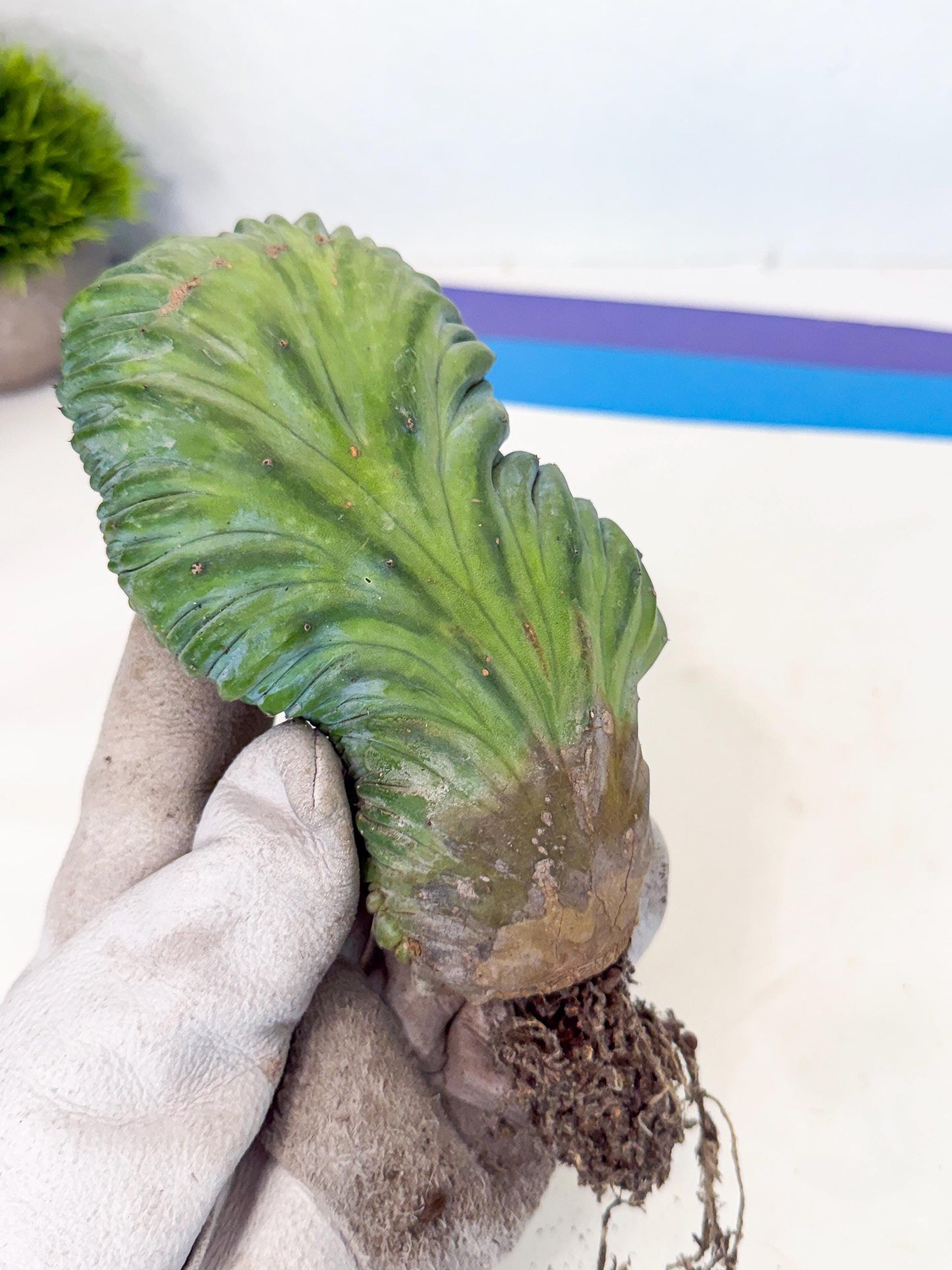 Myrtillocactus Crested (g) | Rare Plants