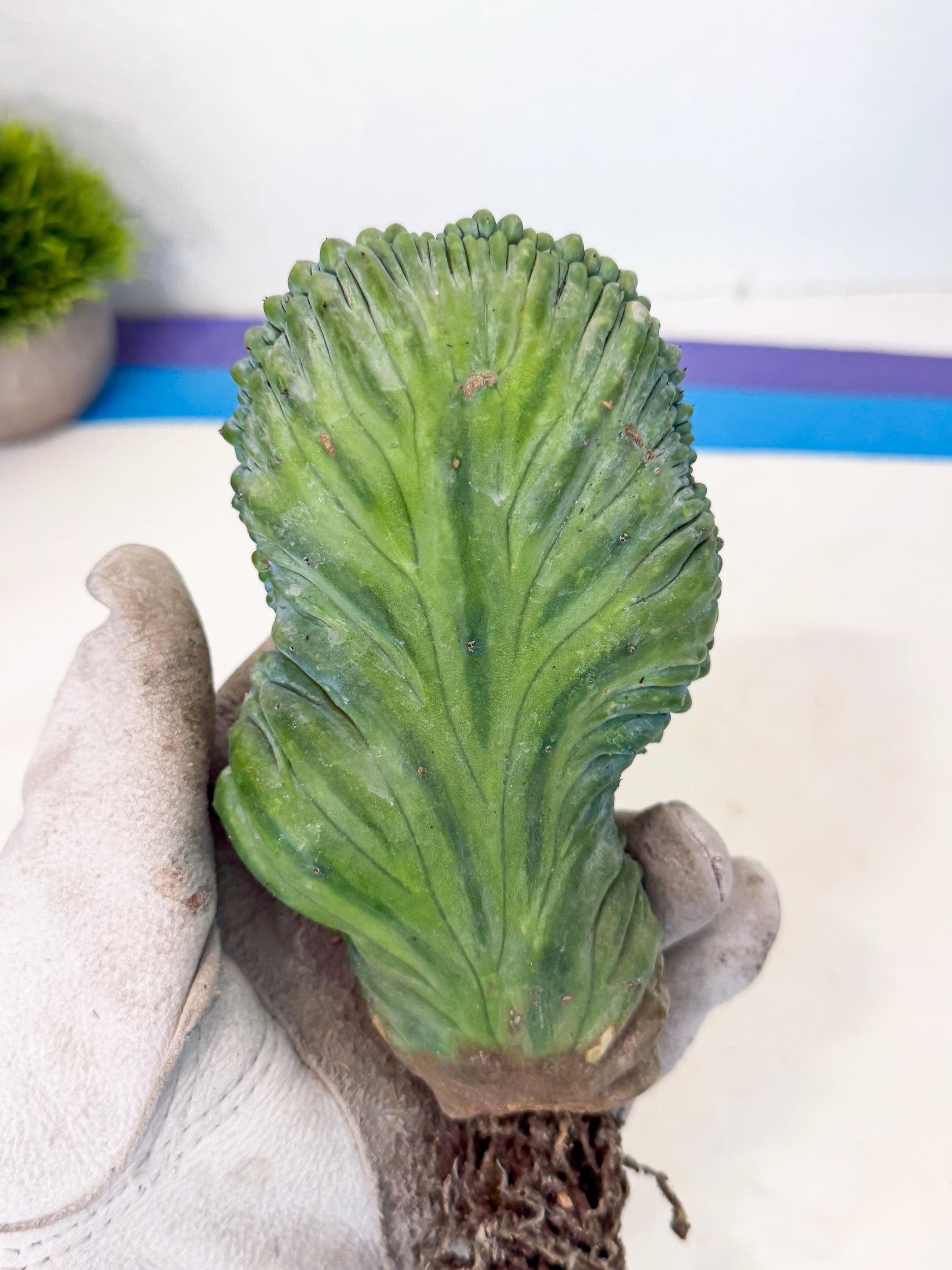 Myrtillocactus Crested (g) | Rare Plants