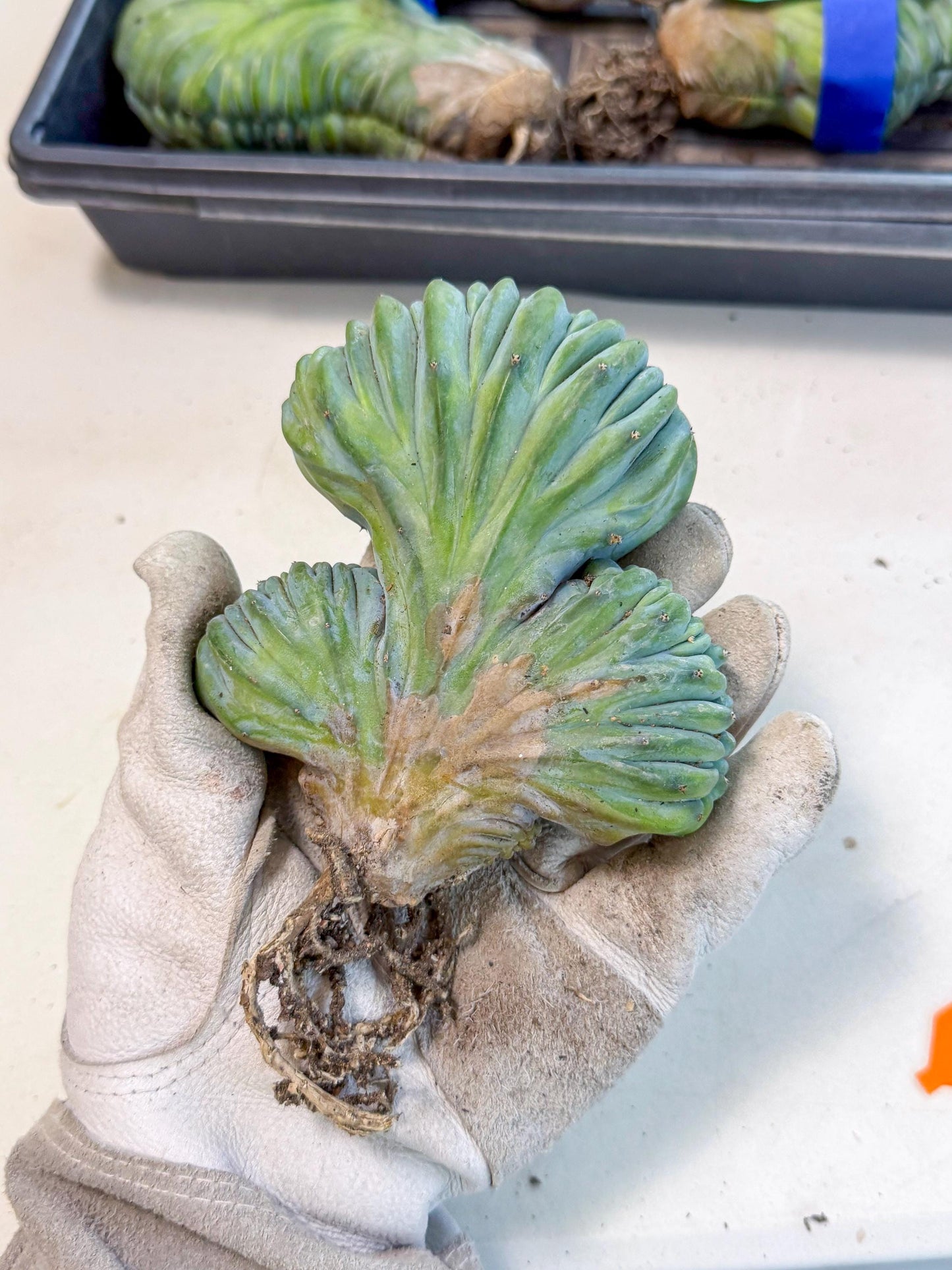 Myrtillocactus Crested (o) | Rare Plants