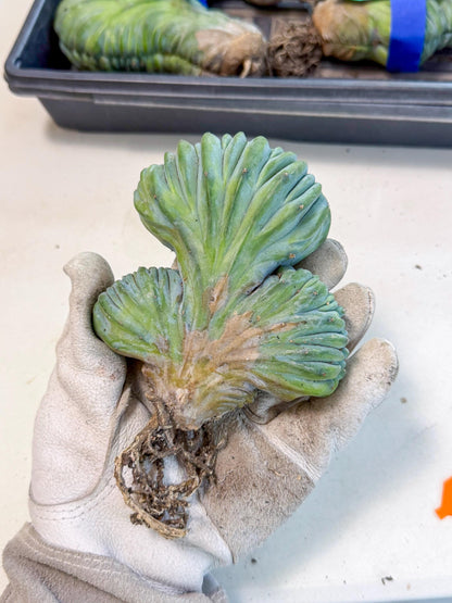 Myrtillocactus Crested (o) | Rare Plants