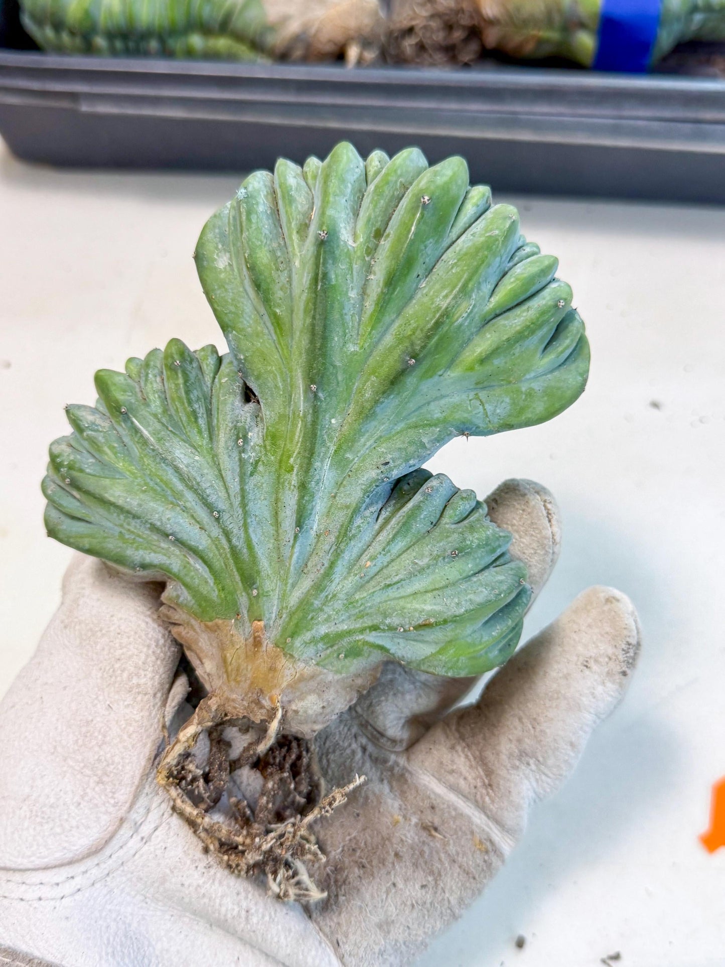 Myrtillocactus Crested (o) | Rare Plants