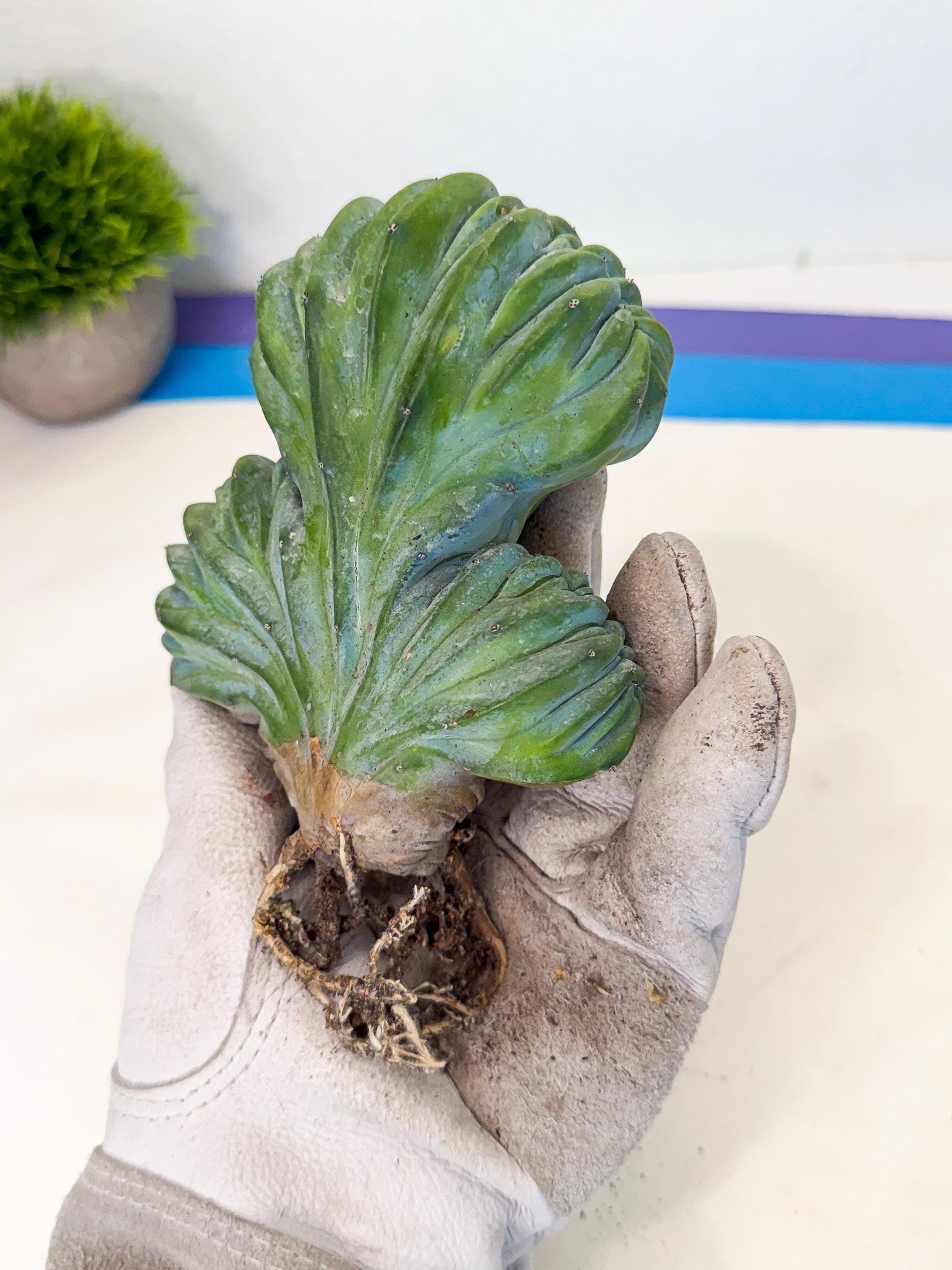 Myrtillocactus Crested (o) | Rare Plants