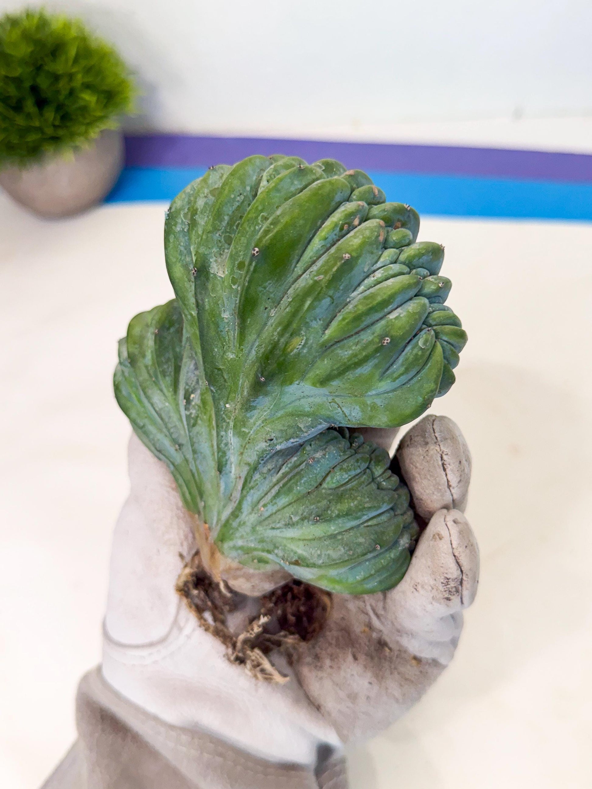 Myrtillocactus Crested (o) | Rare Plants