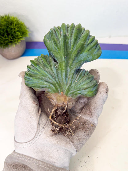 Myrtillocactus Crested (o) | Rare Plants