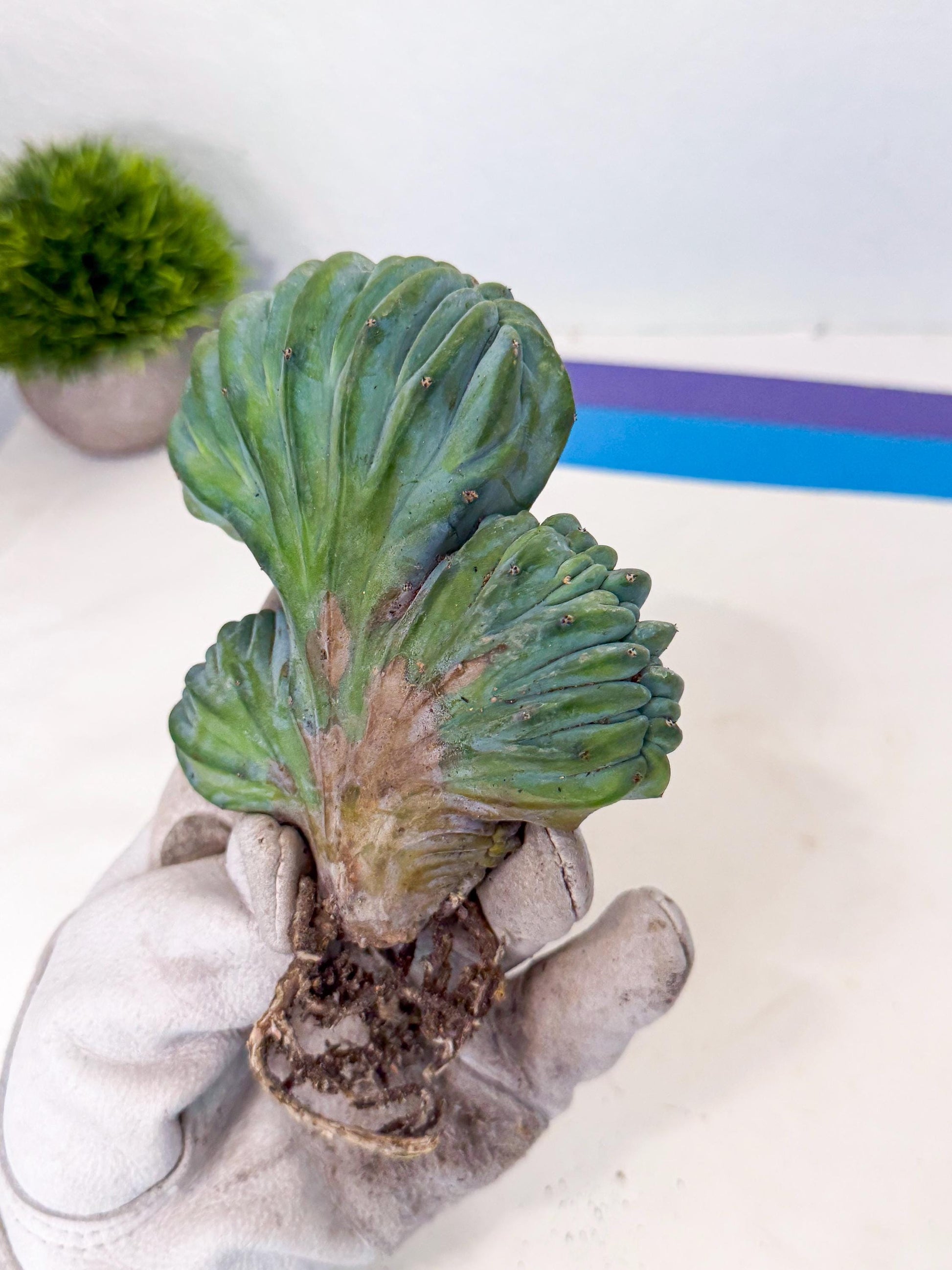 Myrtillocactus Crested (o) | Rare Plants