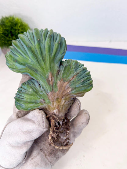 Myrtillocactus Crested (o) | Rare Plants