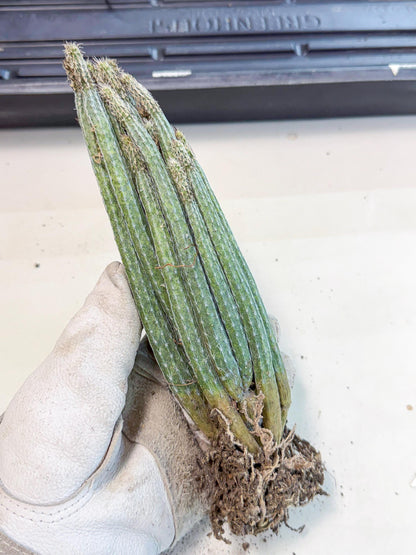 Dahlia Cactus - Wilcoxia poselgeri (o2) | Rare Cactus