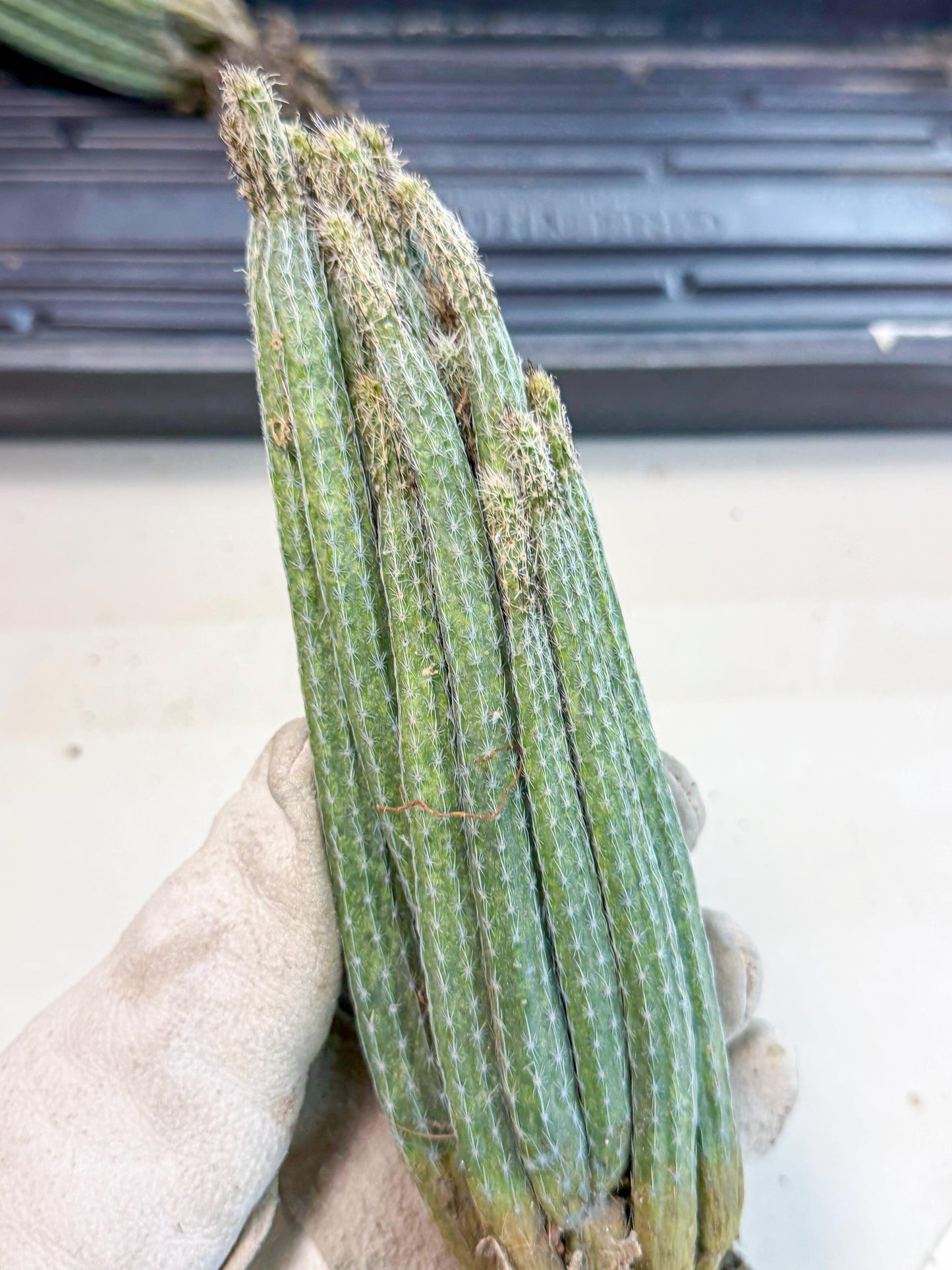 Dahlia Cactus - Wilcoxia poselgeri (o2) | Rare Cactus