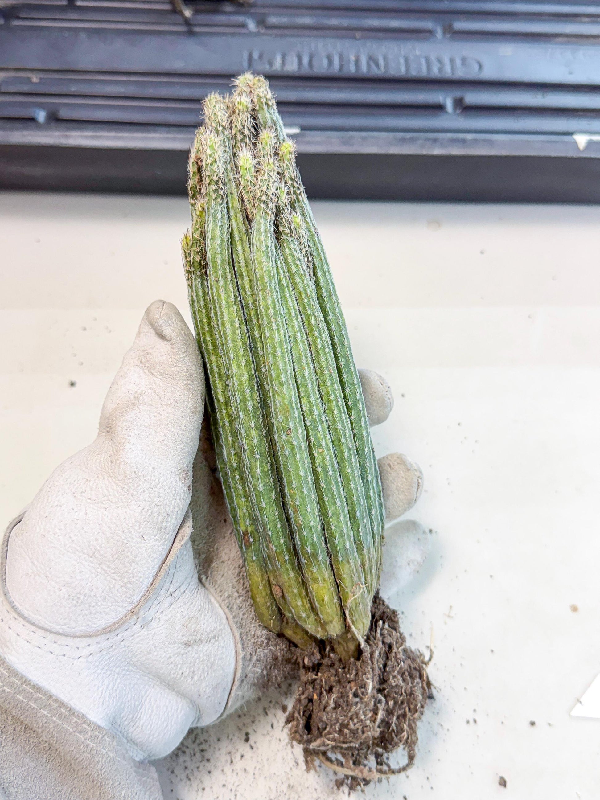 Dahlia Cactus - Wilcoxia poselgeri (o2) | Rare Cactus