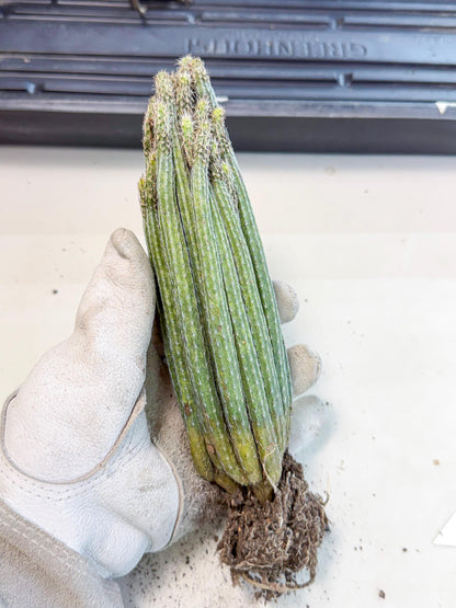 Dahlia Cactus - Wilcoxia poselgeri (o2) | Rare Cactus