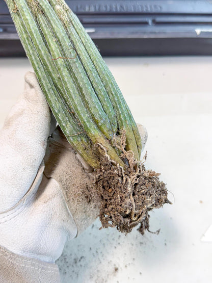 Dahlia Cactus - Wilcoxia poselgeri (o2) | Rare Cactus