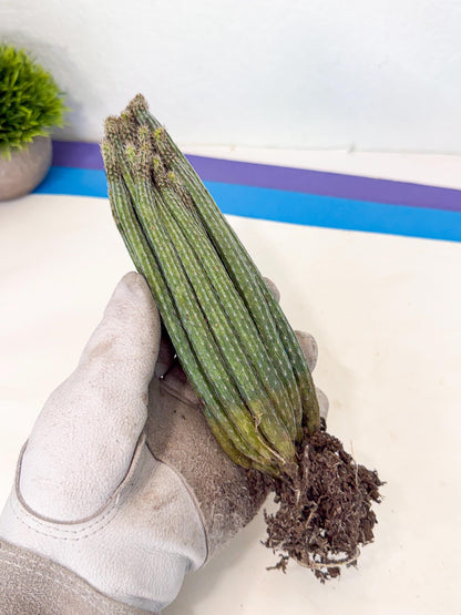 Dahlia Cactus - Wilcoxia poselgeri (o2) | Rare Cactus