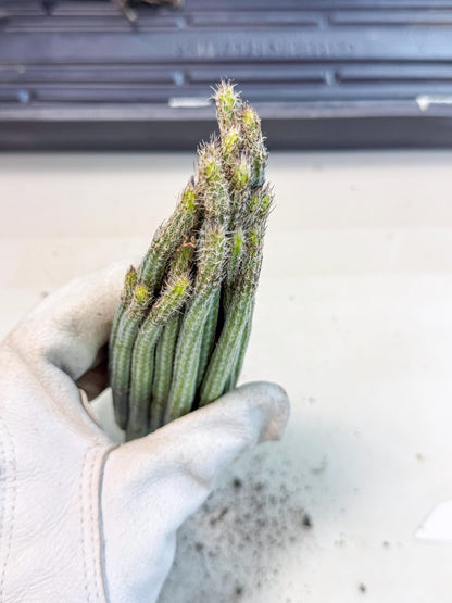 Dahlia Cactus - Wilcoxia poselgeri (o2) | Rare Cactus