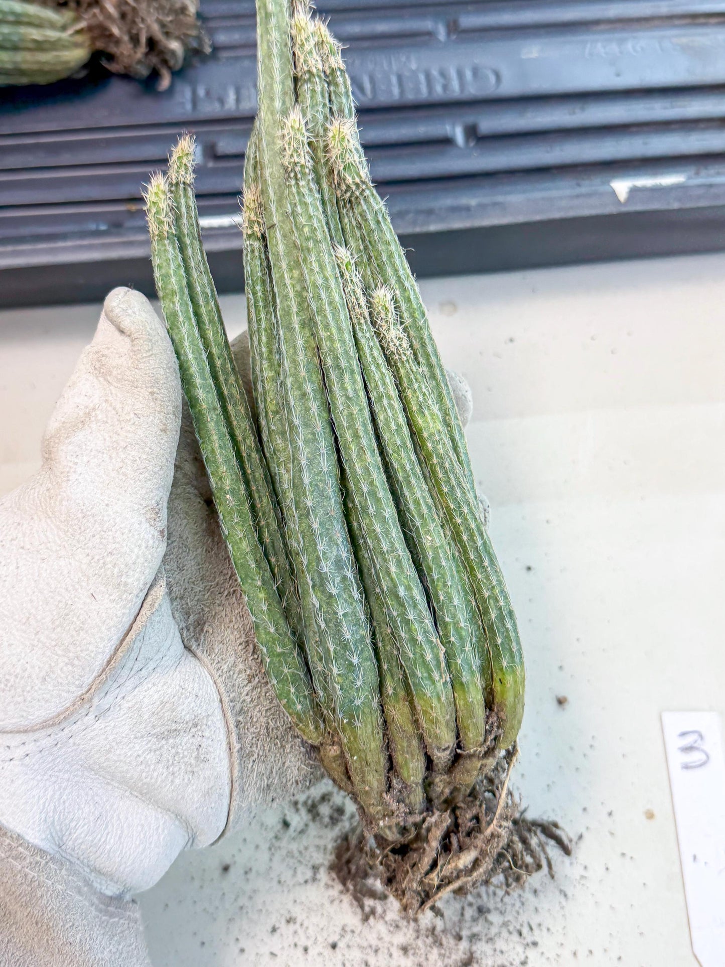 Dahlia Cactus - Wilcoxia poselgeri (3) | Rare Cactus