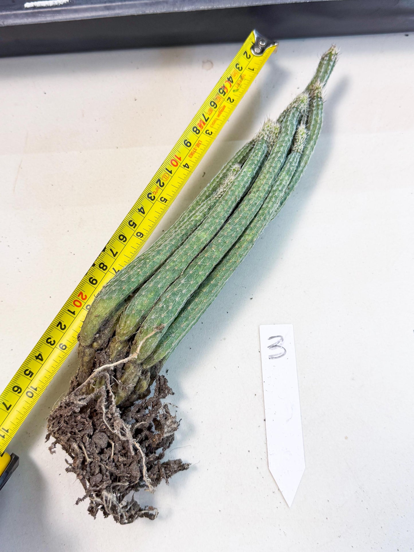 Dahlia Cactus - Wilcoxia poselgeri (3) | Rare Cactus
