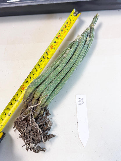 Dahlia Cactus - Wilcoxia poselgeri (3) | Rare Cactus