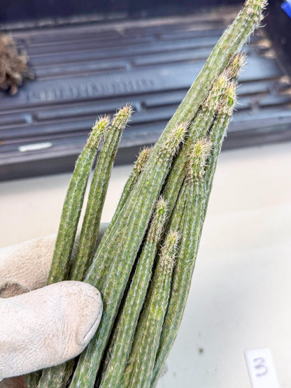 Dahlia Cactus - Wilcoxia poselgeri (3) | Rare Cactus