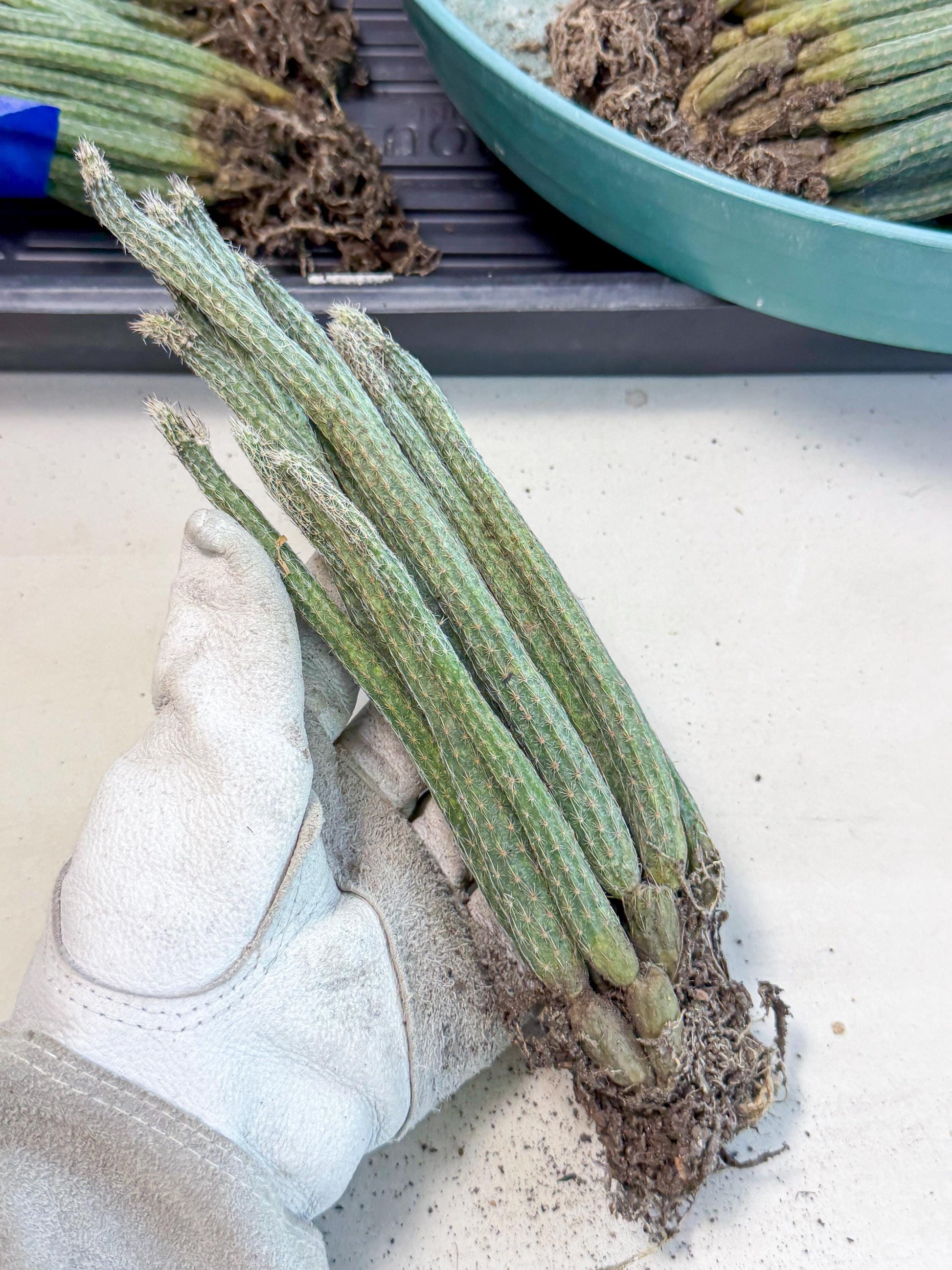 Dahlia Cactus - Wilcoxia poselgeri (4) | Rare Cactus
