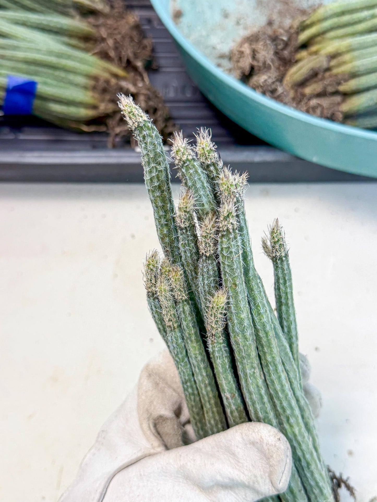 Dahlia Cactus - Wilcoxia poselgeri (4) | Rare Cactus