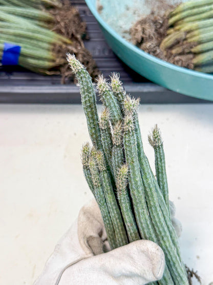 Dahlia Cactus - Wilcoxia poselgeri (4) | Rare Cactus
