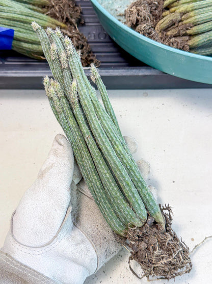 Dahlia Cactus - Wilcoxia poselgeri (4) | Rare Cactus
