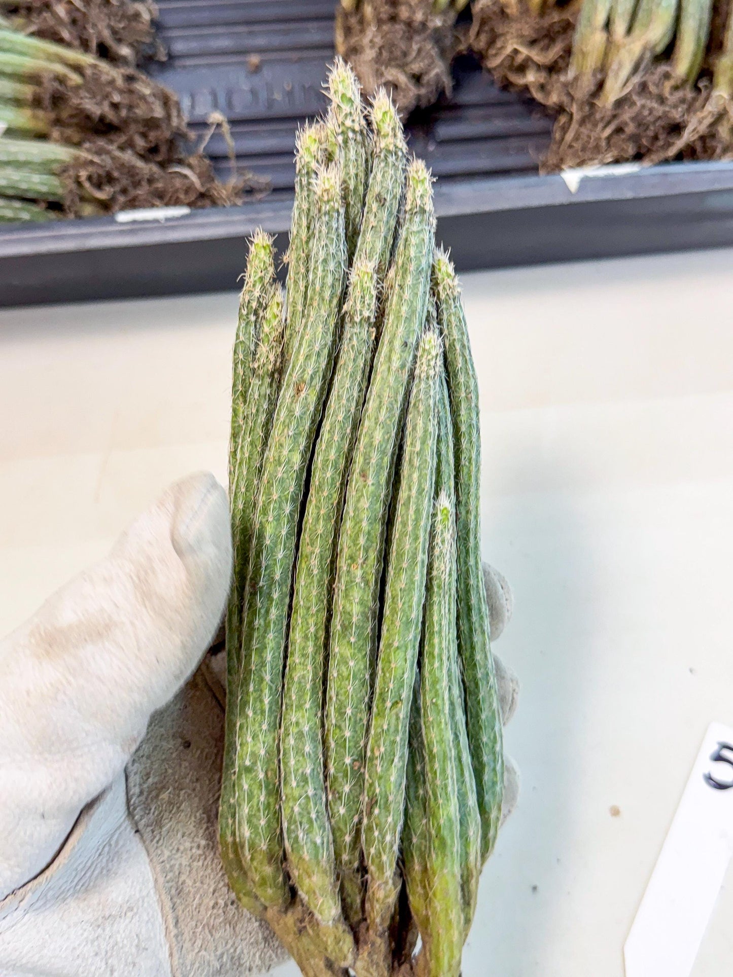 Dahlia Cactus - Wilcoxia poselgeri (5) | Rare Cactus