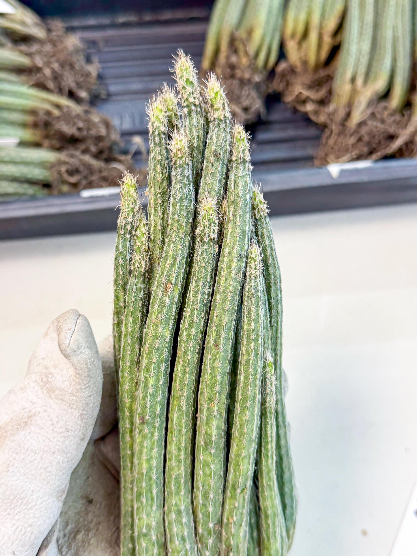 Dahlia Cactus - Wilcoxia poselgeri (5) | Rare Cactus