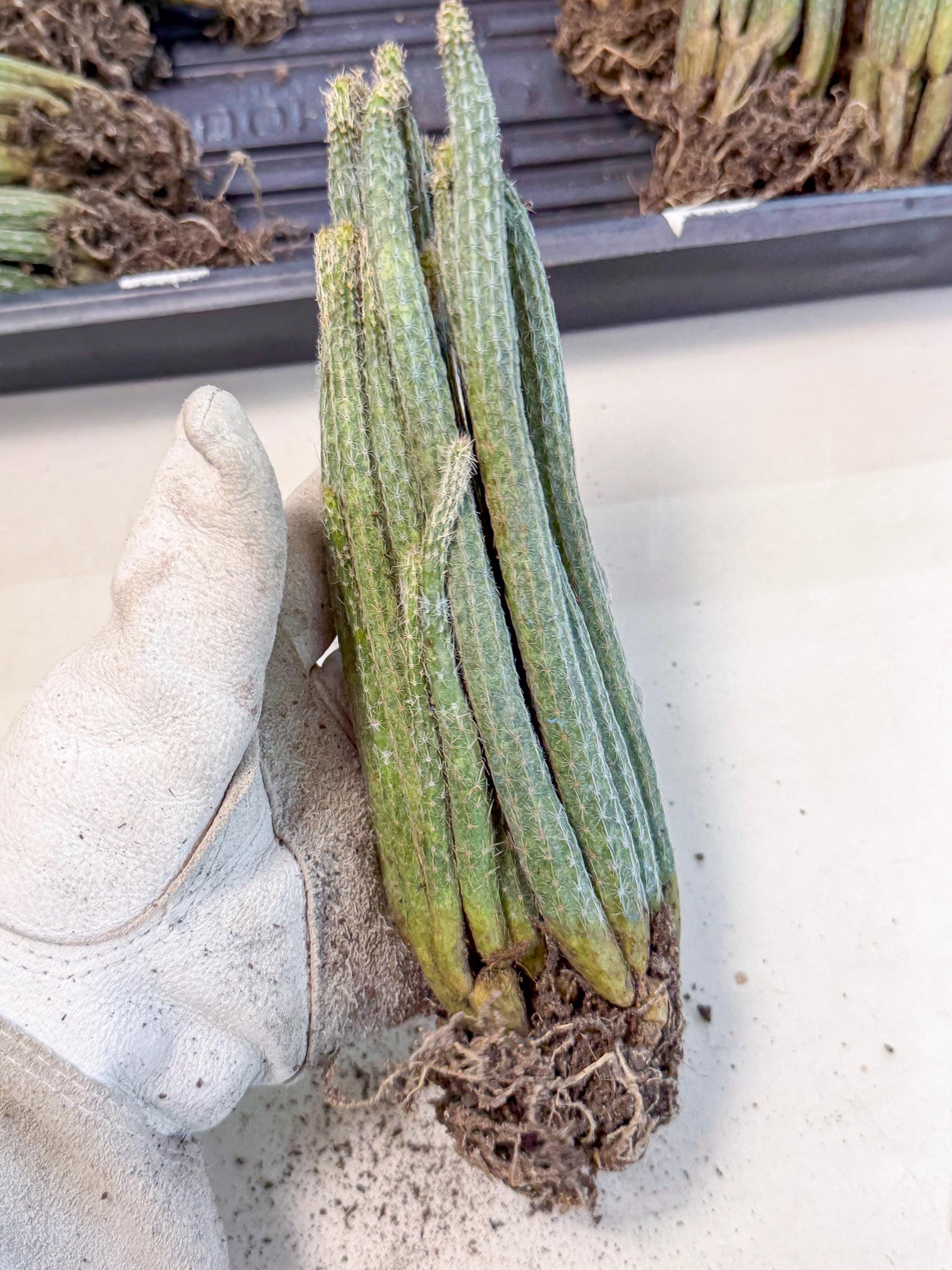 Dahlia Cactus - Wilcoxia poselgeri (o6) | Rare Cactus