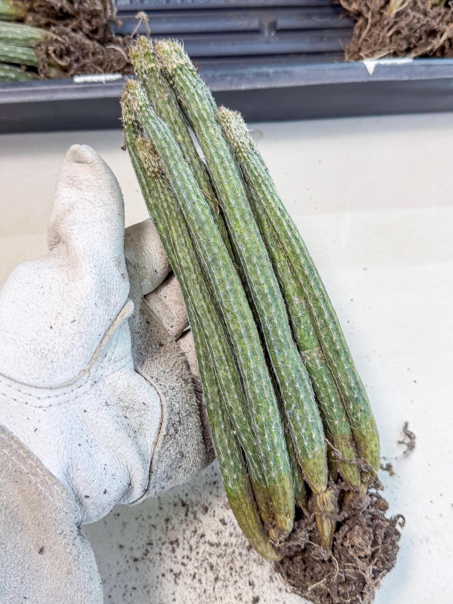 Dahlia Cactus - Wilcoxia poselgeri (o6) | Rare Cactus