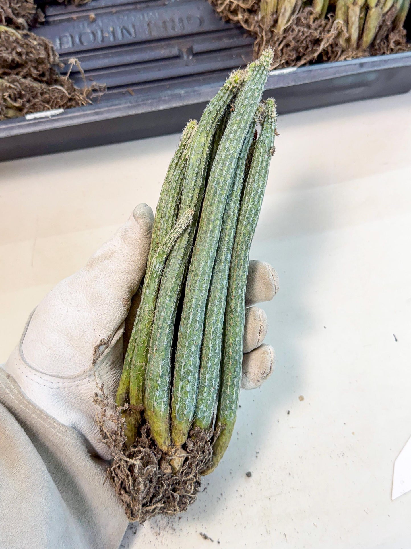 Dahlia Cactus - Wilcoxia poselgeri (o6) | Rare Cactus