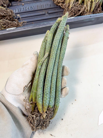 Dahlia Cactus - Wilcoxia poselgeri (o6) | Rare Cactus