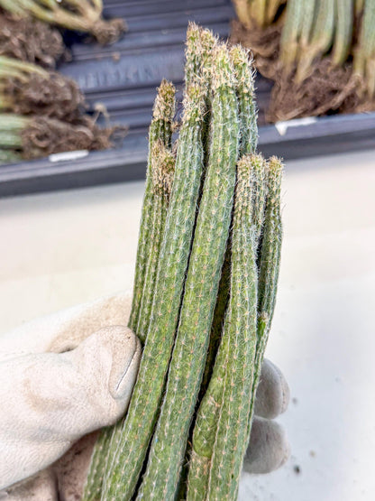 Dahlia Cactus - Wilcoxia poselgeri (o6) | Rare Cactus
