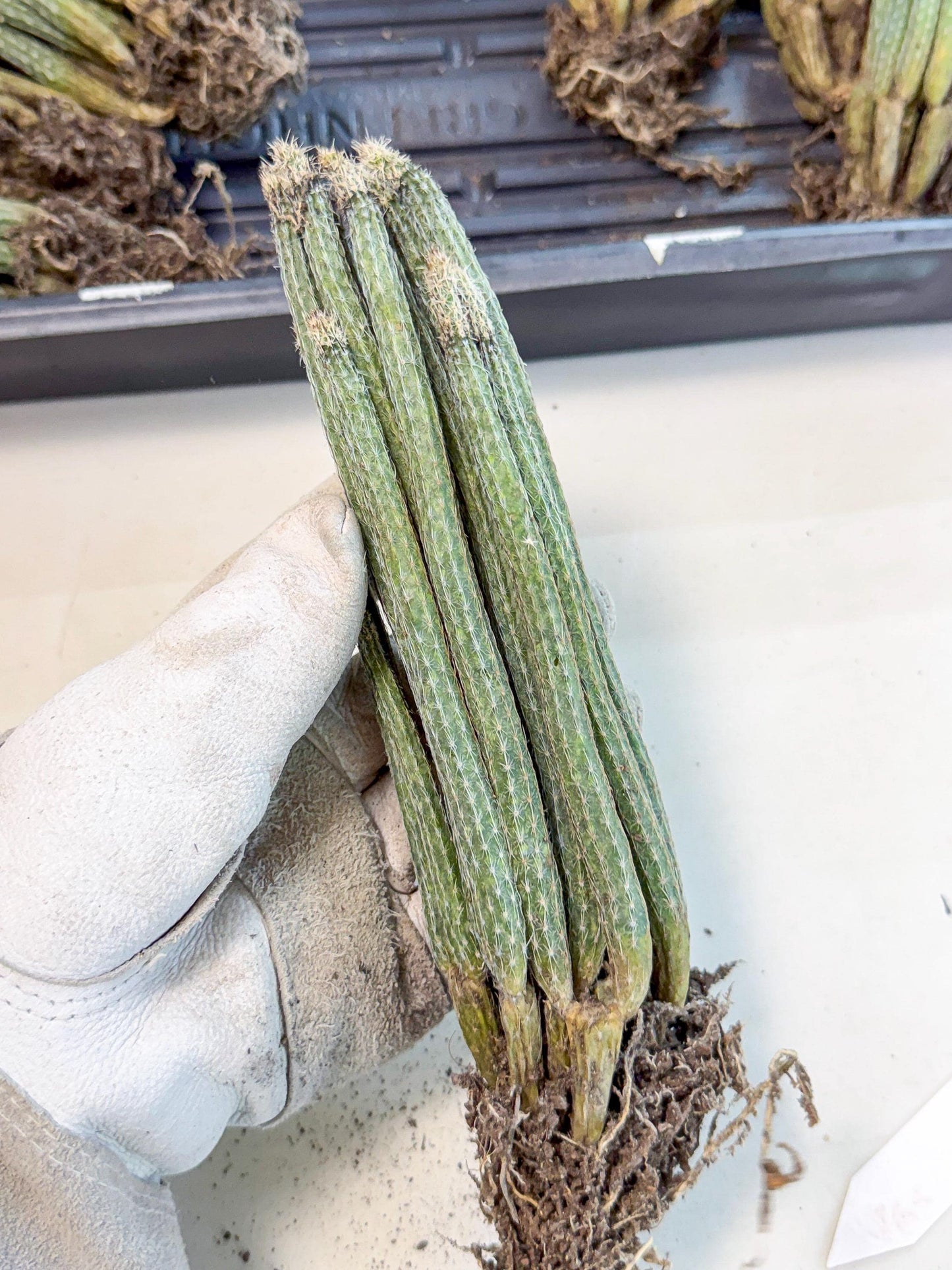 Dahlia Cactus - Wilcoxia poselgeri (7) | Rare Cactus