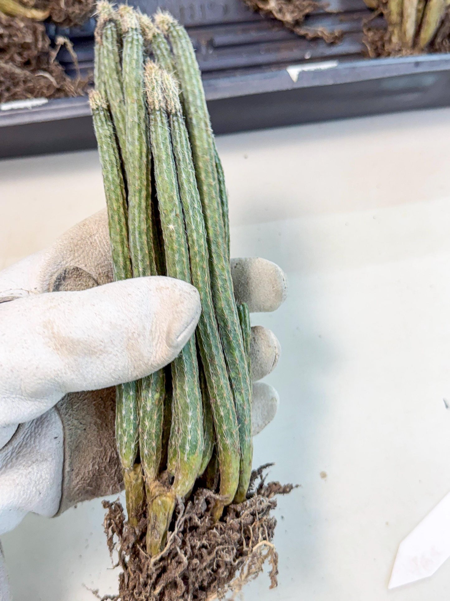 Dahlia Cactus - Wilcoxia poselgeri (7) | Rare Cactus