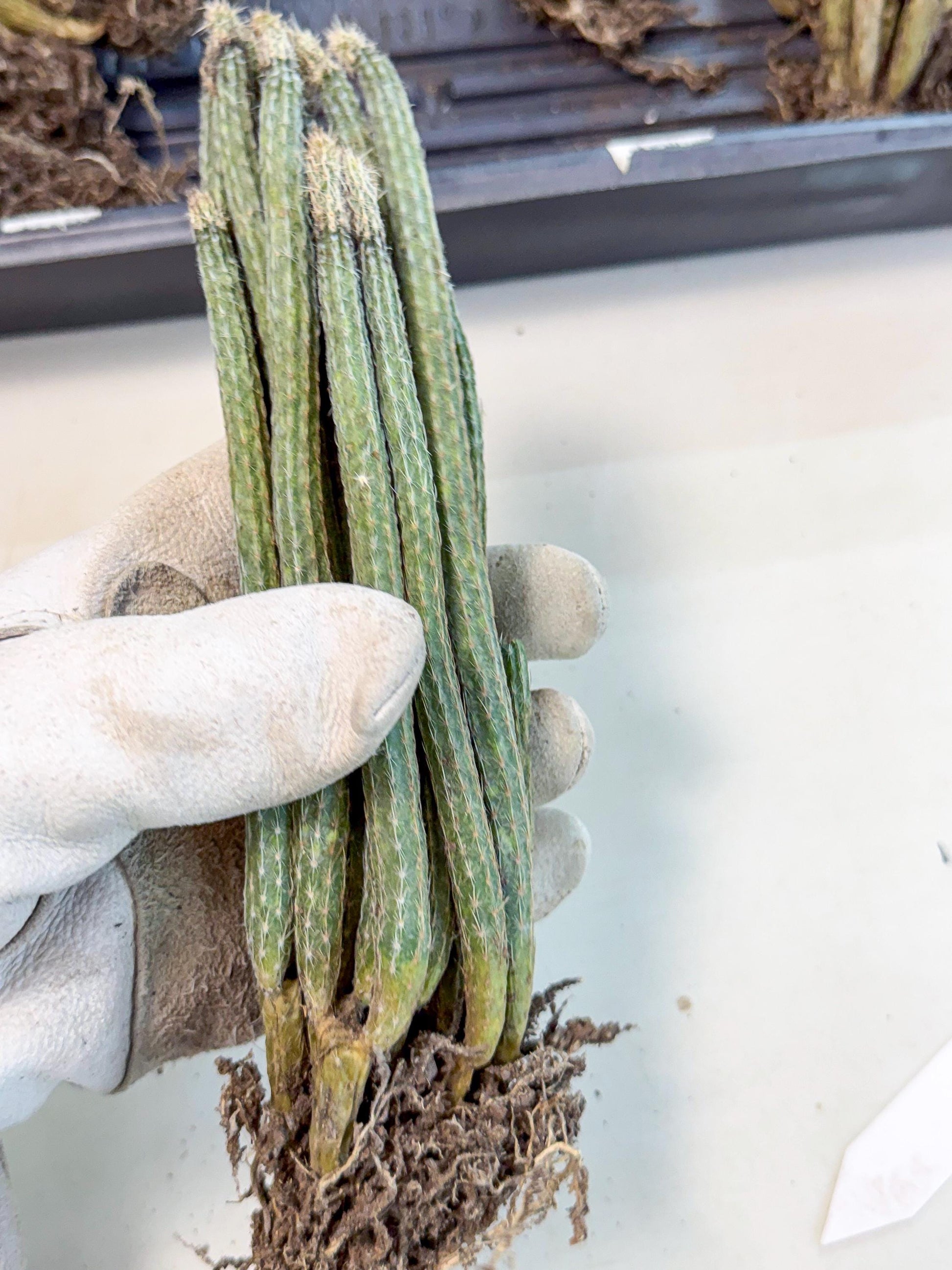 Dahlia Cactus - Wilcoxia poselgeri (7) | Rare Cactus