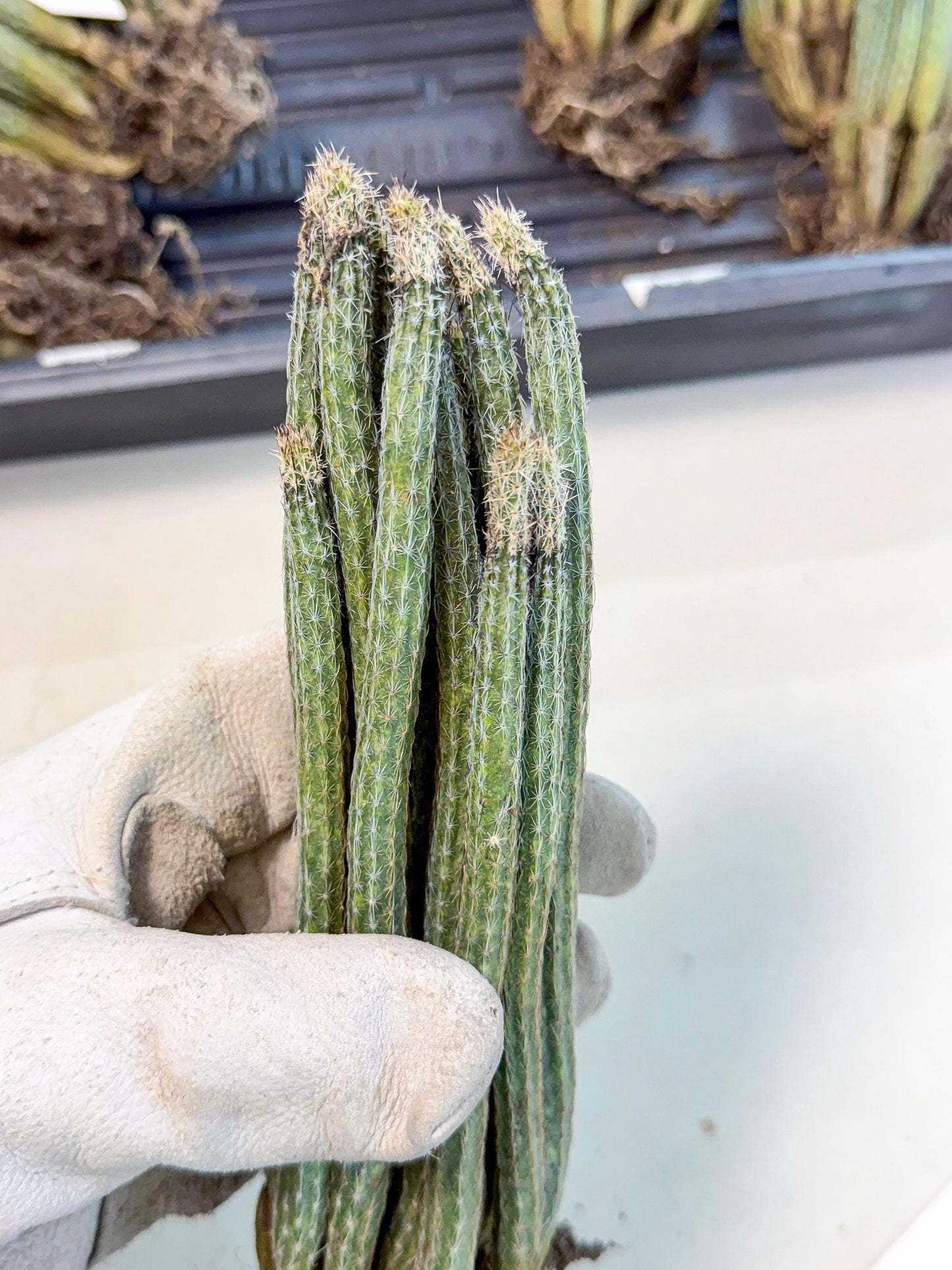 Dahlia Cactus - Wilcoxia poselgeri (7) | Rare Cactus
